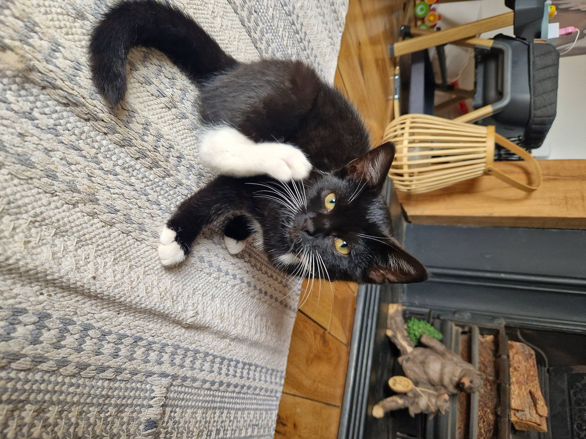 Shiva joined the competition — help win amazing prizes! black_cat, bombay, canidae, carnivore, cat, chair, claw, comfort, domestic_short_haired_cat, felidae, flooring, fur, hardwood, paw, small_to_medium_sized_cats, snout, tail, terrestrial_animal, whiskers, wood