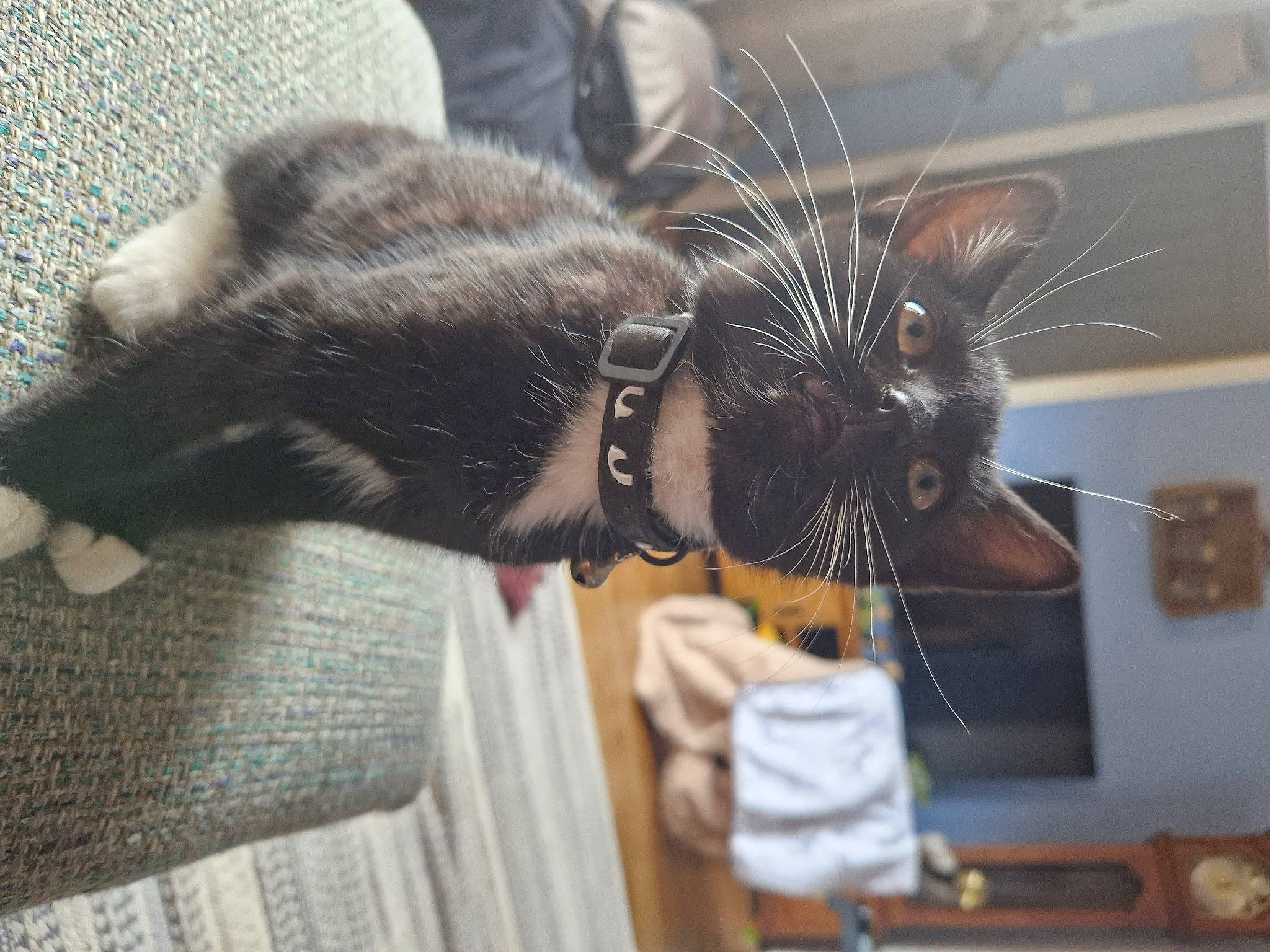 Shiva is registered to the contest to win money with this photo: carnivore, cat, claw, comfort, domestic_short_haired_cat, ear, felidae, fur, metal, paw, plant, small_to_medium_sized_cats, snout, whiskers, window