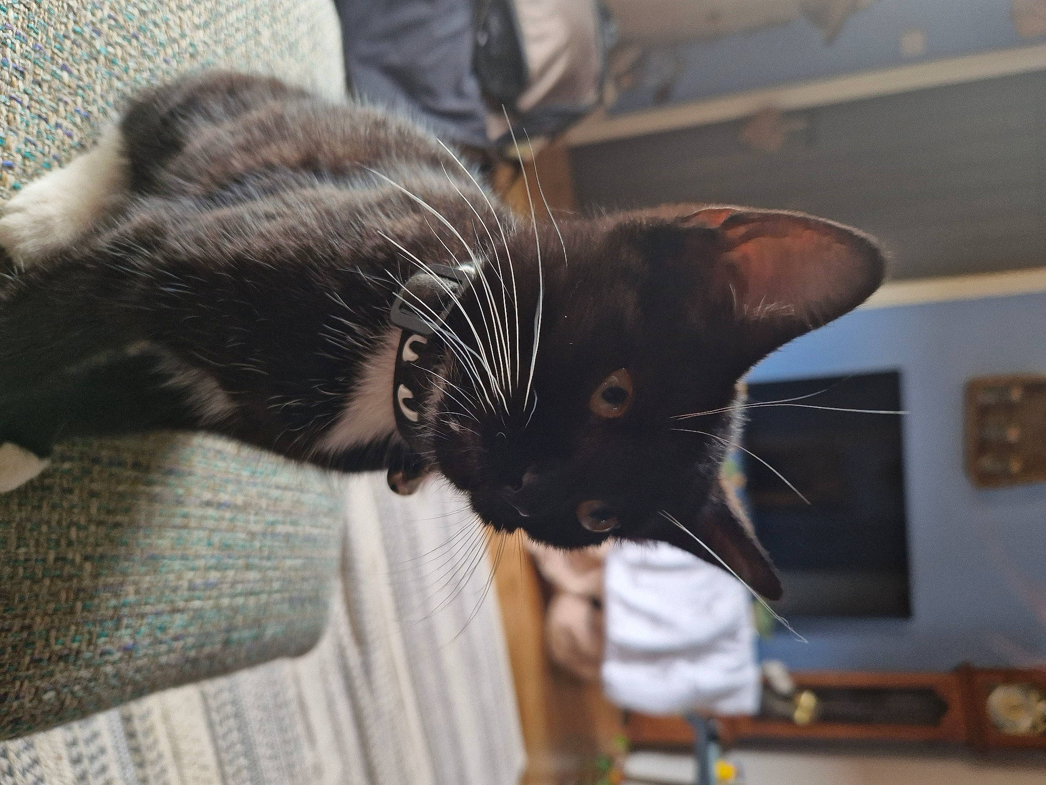 Shiva joined the competition — help win amazing prizes! black_cat, carnivore, cat, claw, comfort, domestic_short_haired_cat, ear, felidae, fur, paw, small_to_medium_sized_cats, whiskers