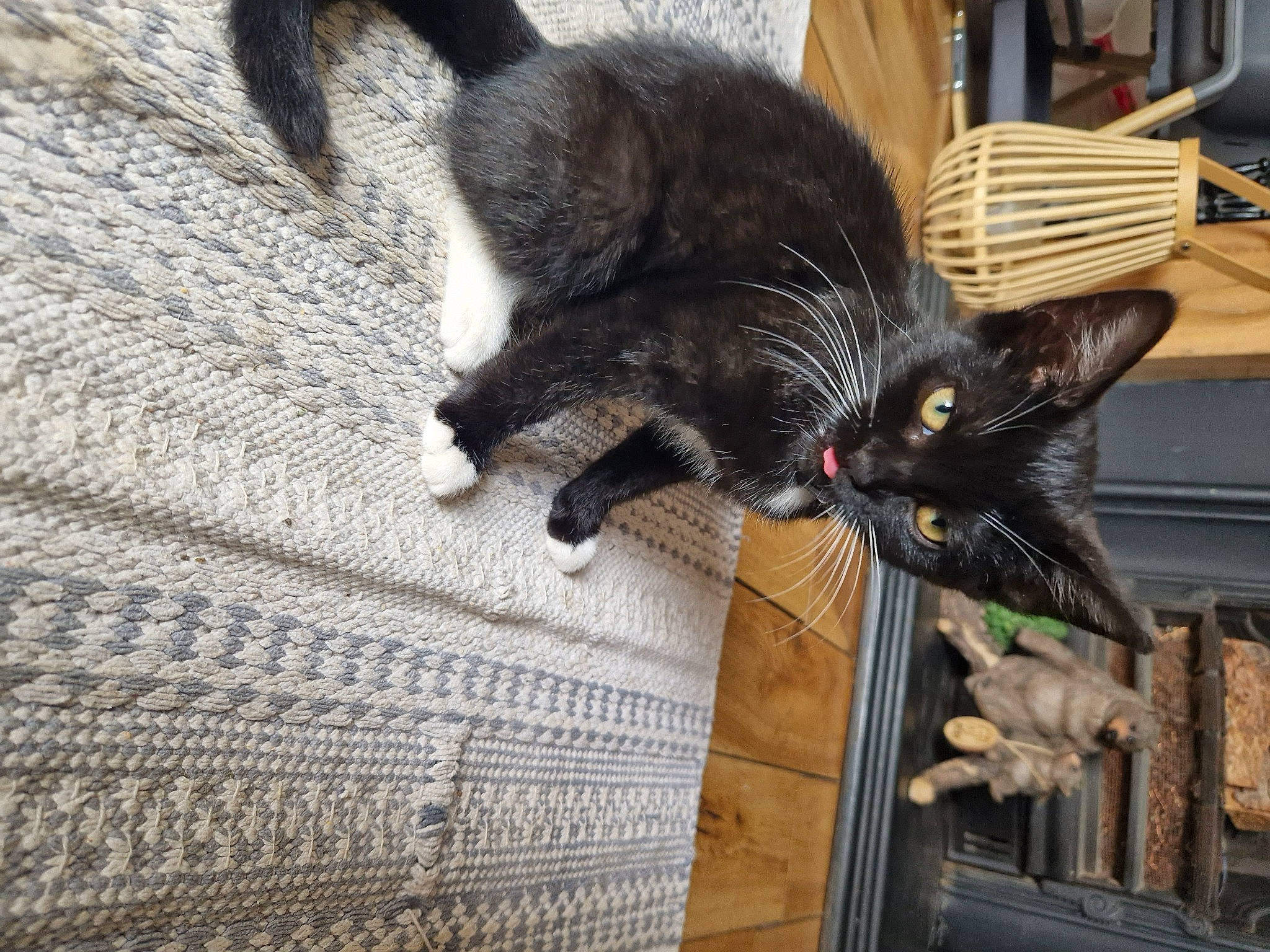 Shiva is registered to the contest to win money with this photo: black_cat, bombay, carnivore, cat, claw, comfort, dog_breed, domestic_short_haired_cat, felidae, flooring, fur, grey, hardwood, paw, plant, small_to_medium_sized_cats, tail, whiskers, wood, woven_fabric