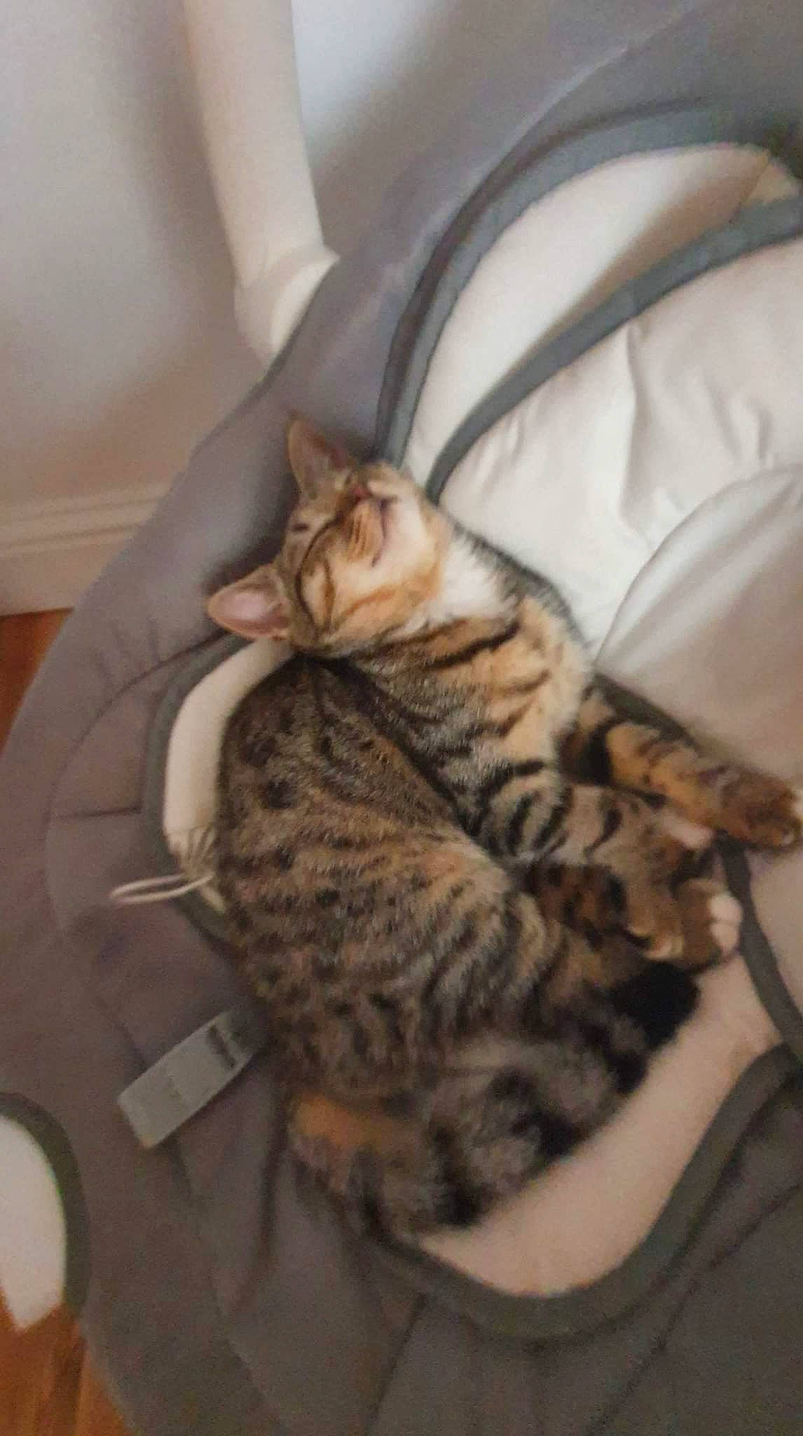 Dutch is registered to the contest to win money with this photo: carnivore, cat, comfort, couch, domestic_short_haired_cat, felidae, fur, human_leg, kitchen_utensil, linens, nap, paw, small_to_medium_sized_cats, snout, tableware, tail, terrestrial_animal, whiskers, wood