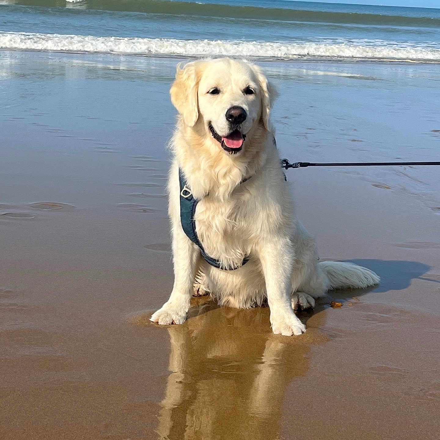 Marley participe au concours pour gagner de l'argent avec cette photo : accessories, animal, beach, canine, coast, dog, goldenretriever, hound, labradorretriever, leash, nature, outdoors, pet, puppy, sea, seawaves, shoreline, summer, water, whitedog