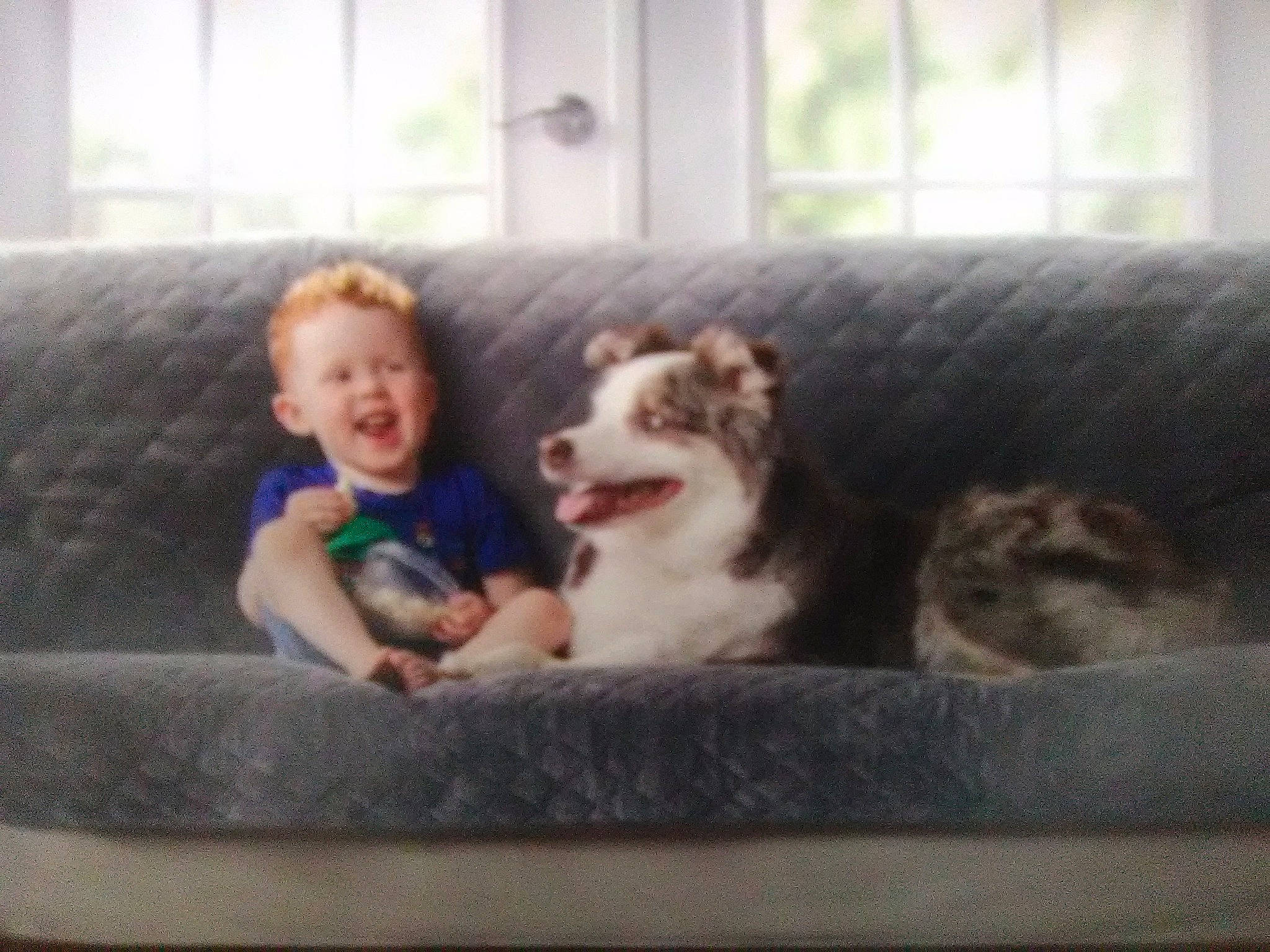 Jayvian joined the competition — help win amazing prizes! australian_shepherd, border_collie, canidae, carnivore, child, companion_dog, dog, dog_breed, person, puppy, siberian_husky, smile