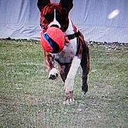 Rocko participe au concours pour gagner de l'argent avec cette photo : active, animal, ball, brown, canine, collar, dog, ears, energetic, fetch, field, fur, grass, motion, outdoor, pet, play, running, toy, white