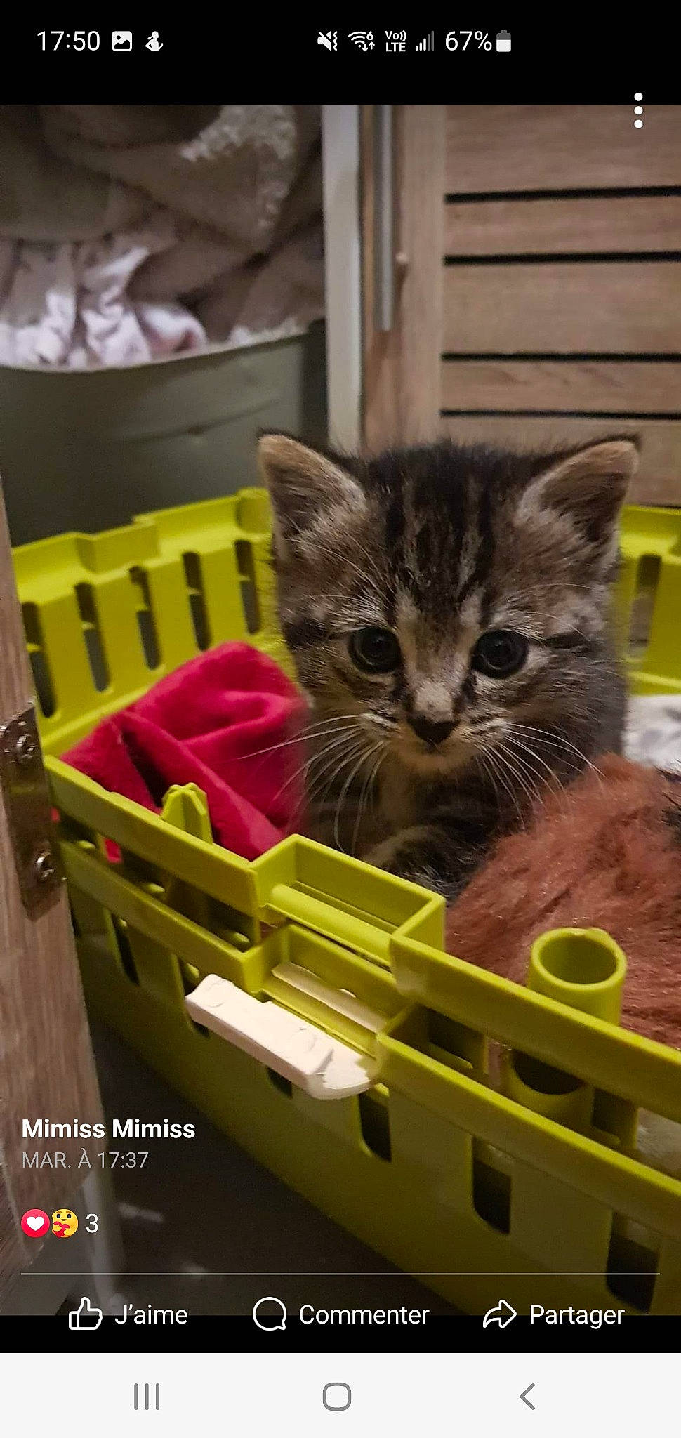 Nala participe au concours pour gagner de l'argent avec cette photo : box, cardboard, carnivore, cat, cat_supply, chair, domestic_short_haired_cat, felidae, fur, mammal, motor_vehicle, paw, pet_supply, service, small_to_medium_sized_cats, snout, tail, vehicle, whiskers, wood