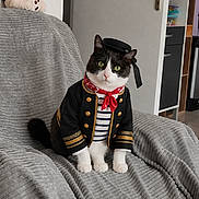Arthur participe au concours pour gagner de l'argent avec cette photo : cat, black_and_white_cat, pet, animal, costume, captain_hat, jacket, neckerchief, red_scarf, green_eyes, sitting, armchair, blanket, indoor, living_room, teddy_bear, stuffed_animal, furniture, portrait, funny