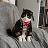 cat, black_and_white_cat, pet, animal, costume, captain_hat, jacket, neckerchief, red_scarf, green_eyes, sitting, armchair, blanket, indoor, living_room, teddy_bear, stuffed_animal, furniture, portrait, funny