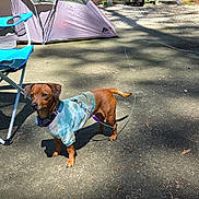 Evie joined the competition — help win amazing prizes! accessories, adult, animal, architecture, building, camping, canine, chair, clothing, dog, furniture, hat, male, man, nature, outdoors, person, pet, shelter, tent