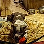 Runt is registered to the contest to win money with this photo: art, canidae, carnivore, comfort, companion_dog, dog, dog_breed, fawn, flooring, fur, herd, linens, nap, room, snout, sporting_group, tableware, terrestrial_animal, wood, working_animal