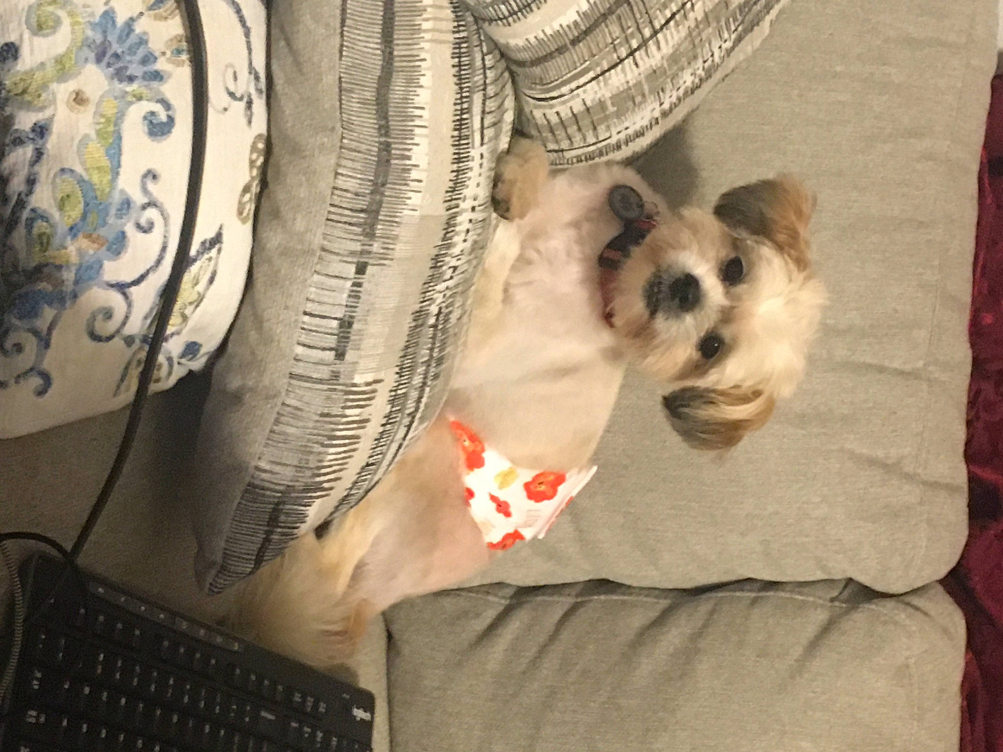 Horace joined the competition — help win amazing prizes! cairn_terrier, canidae, carnivore, companion_dog, dog, dog_breed, fawn, morkie, puppy, puppy_love, shih_tzu, toy_dog