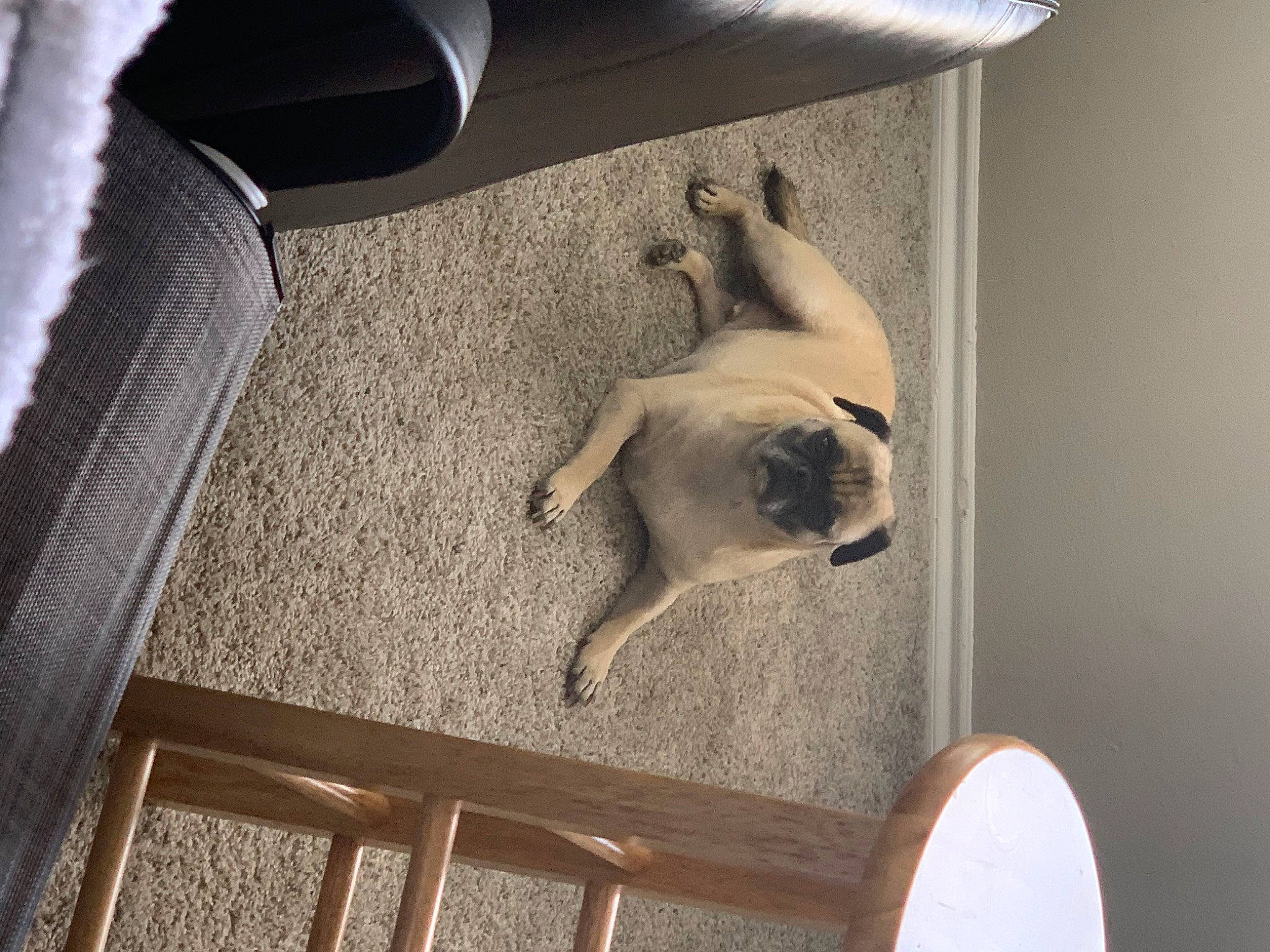 Oliver joined the competition — help win amazing prizes! canidae, carnivore, cat, fawn, felidae, paw, pug, siamese, small_to_medium_sized_cats, tail, thai, tonkinese