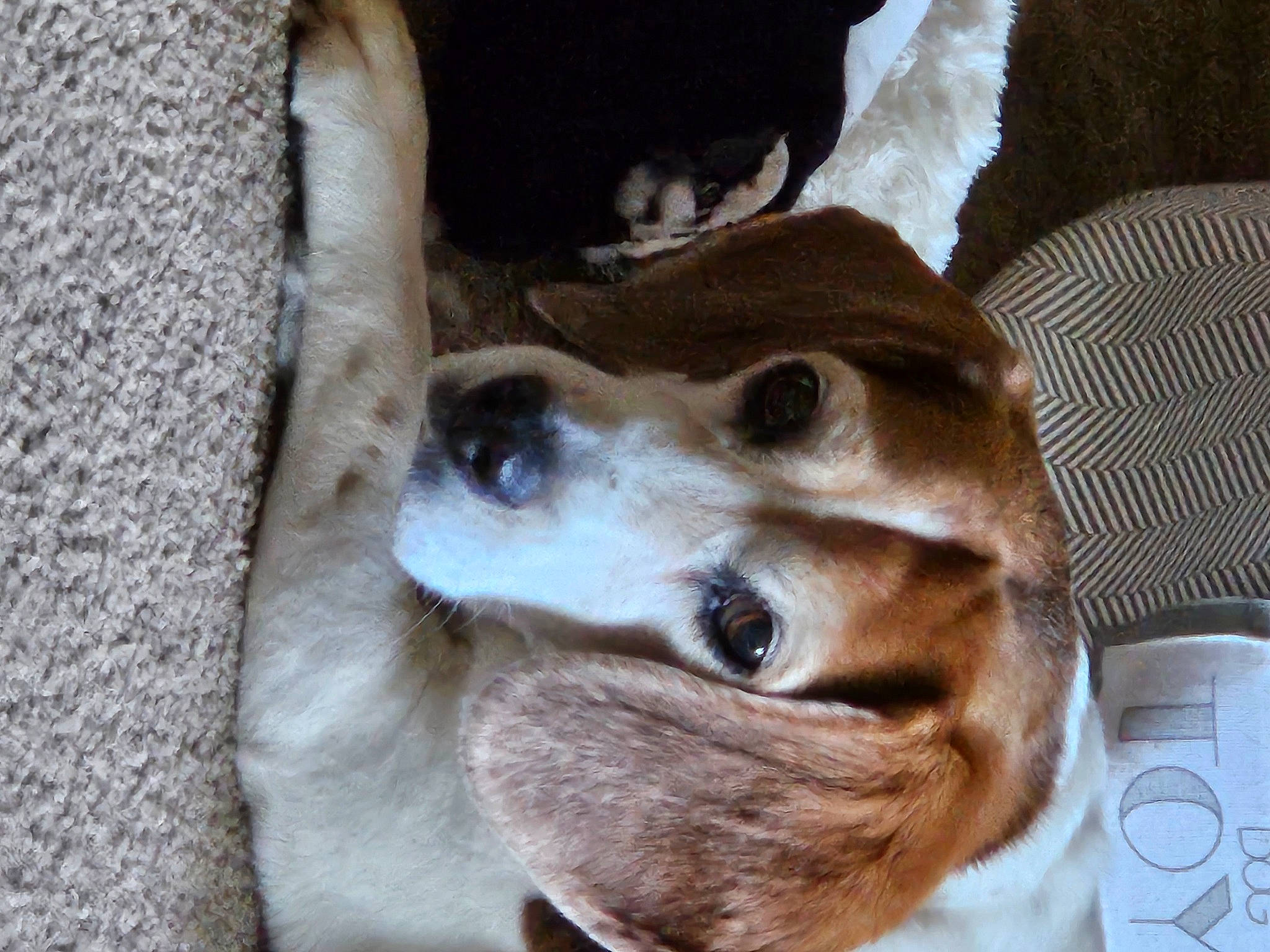 Rusty joined the competition — help win amazing prizes! canidae, cardigan_welsh_corgi, carnivore, collar, comfort, companion_dog, dog, dog_breed, dog_collar, drinkware, fur, guard_dog, paw, retriever, sporting_group, street_dog, toy_dog, waste_container, whiskers, working_animal