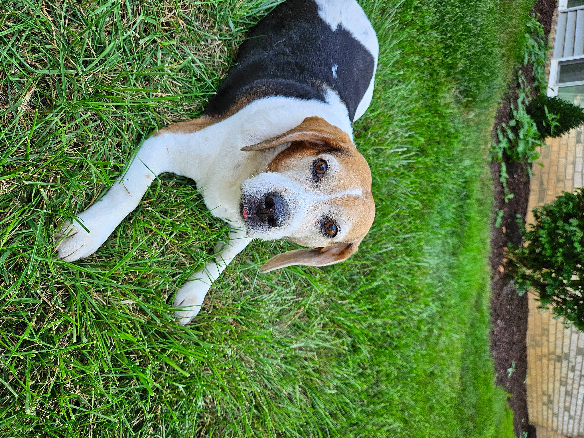 Rusty is registered to the contest to win money with this photo: ball, canidae, carnivore, companion_dog, dog, dog_breed, dog_collar, dog_supply, fawn, football, fur, grass, lawn, plant, snout, sporting_group, tail, toy, window, working_animal