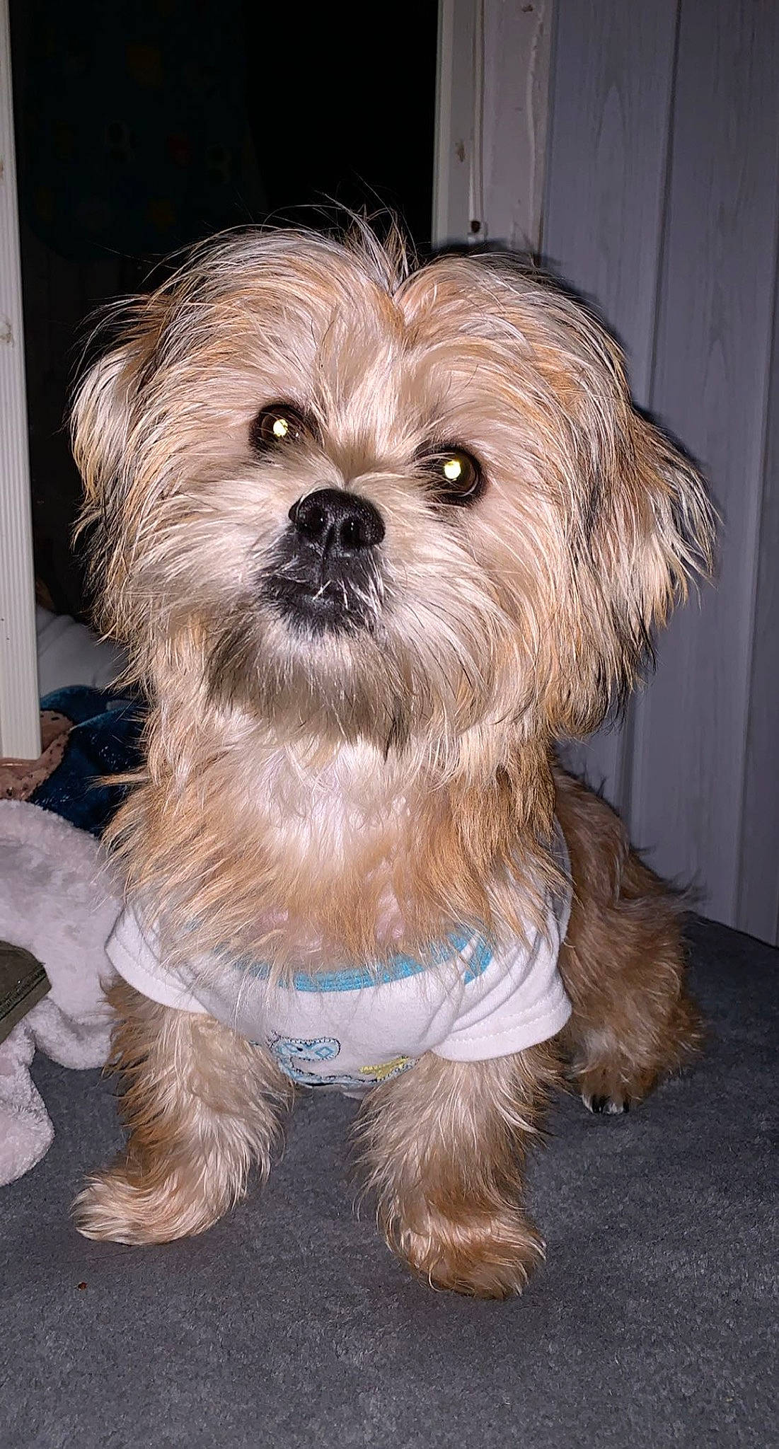 Chanel B joined the competition — help win amazing prizes! canidae, carnivore, collar, companion_dog, dog, dog_breed, dog_supply, fawn, fur, maltepoo, mammal, non_sporting_group, pet_supply, puppy, small_terrier, snout, terrier, toy_dog, vertebrate, working_animal