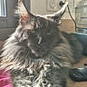 cat, maine_coon, long_fur, tufted_ears, sunlight, indoor, wooden_surface, smartphone, feline, pet, close_up, relaxed, fluffy, home, domestic_animal, animal_portrait, kitchen, appliance, resting, cozy