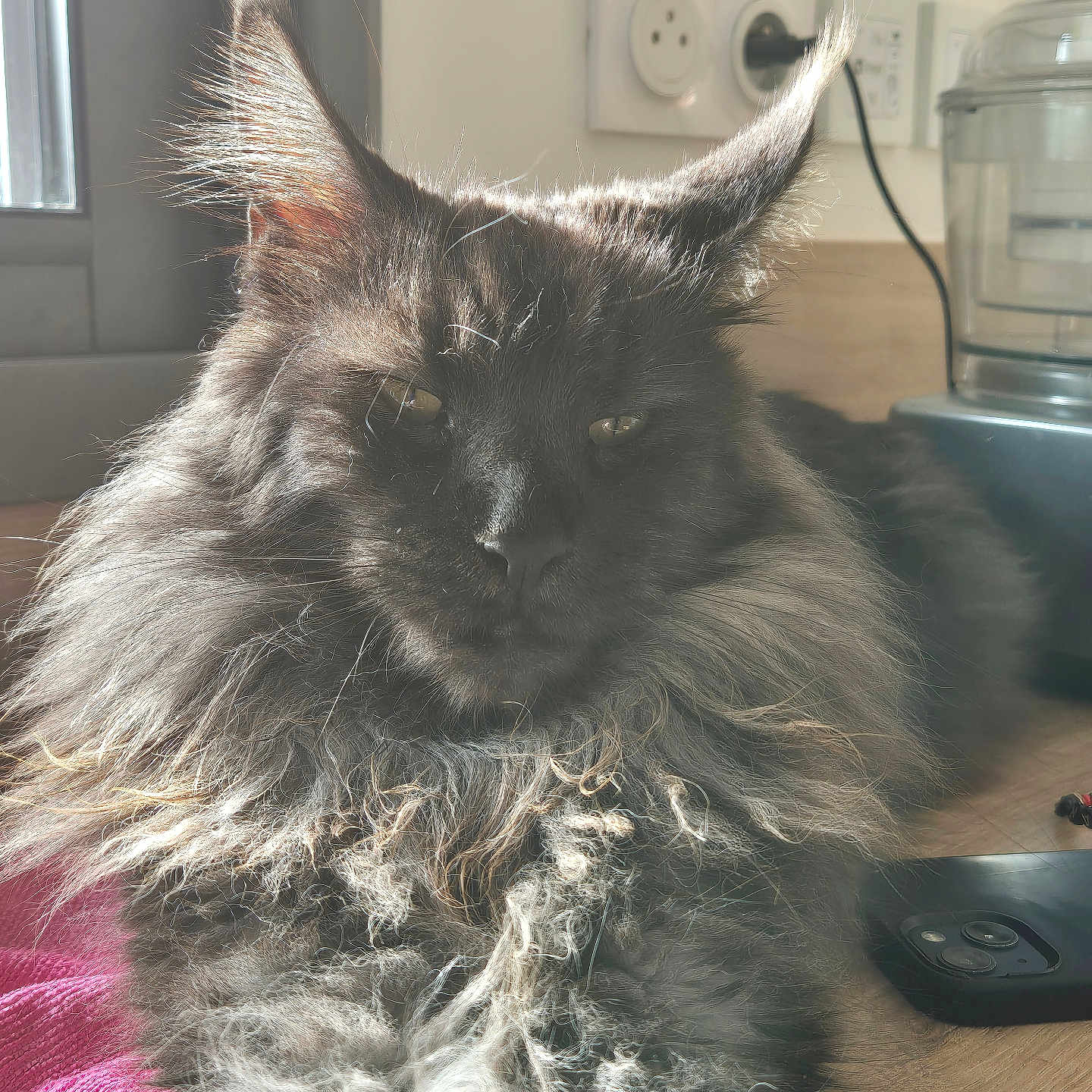 Tinder participe au concours pour gagner de l'argent avec cette photo : cat, maine_coon, long_fur, tufted_ears, sunlight, indoor, wooden_surface, smartphone, feline, pet, close_up, relaxed, fluffy, home, domestic_animal, animal_portrait, kitchen, appliance, resting, cozy