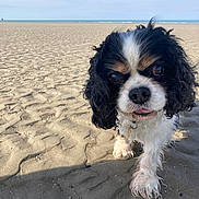 Archi a rejoint le concours — aidez-le/la à gagner de superbes lots ! dog, cavalier_king_charles_spaniel, beach, sand, paw, outdoor, sky, curious, close_up, animal, pet, fur, walking, nature, daytime, canine, water, coast, summer, seashore