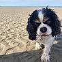 dog, cavalier_king_charles_spaniel, beach, sand, paw, outdoor, sky, curious, close_up, animal, pet, fur, walking, nature, daytime, canine, water, coast, summer, seashore