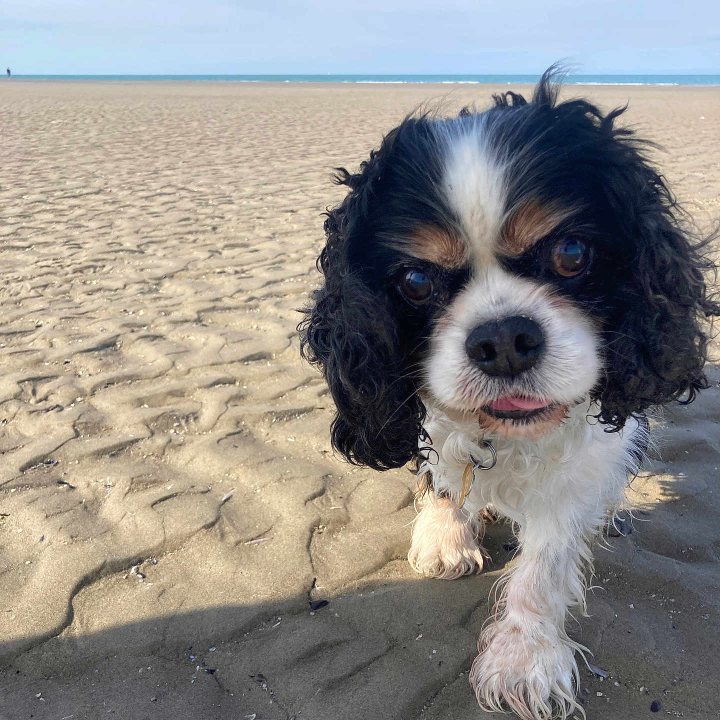 Archi a rejoint le concours — aidez-le/la à gagner de superbes lots ! animal, beach, canine, cavalier_king_charles_spaniel, close_up, coast, curious, daytime, dog, fur, nature, outdoor, paw, pet, sand, seashore, sky, summer, walking, water