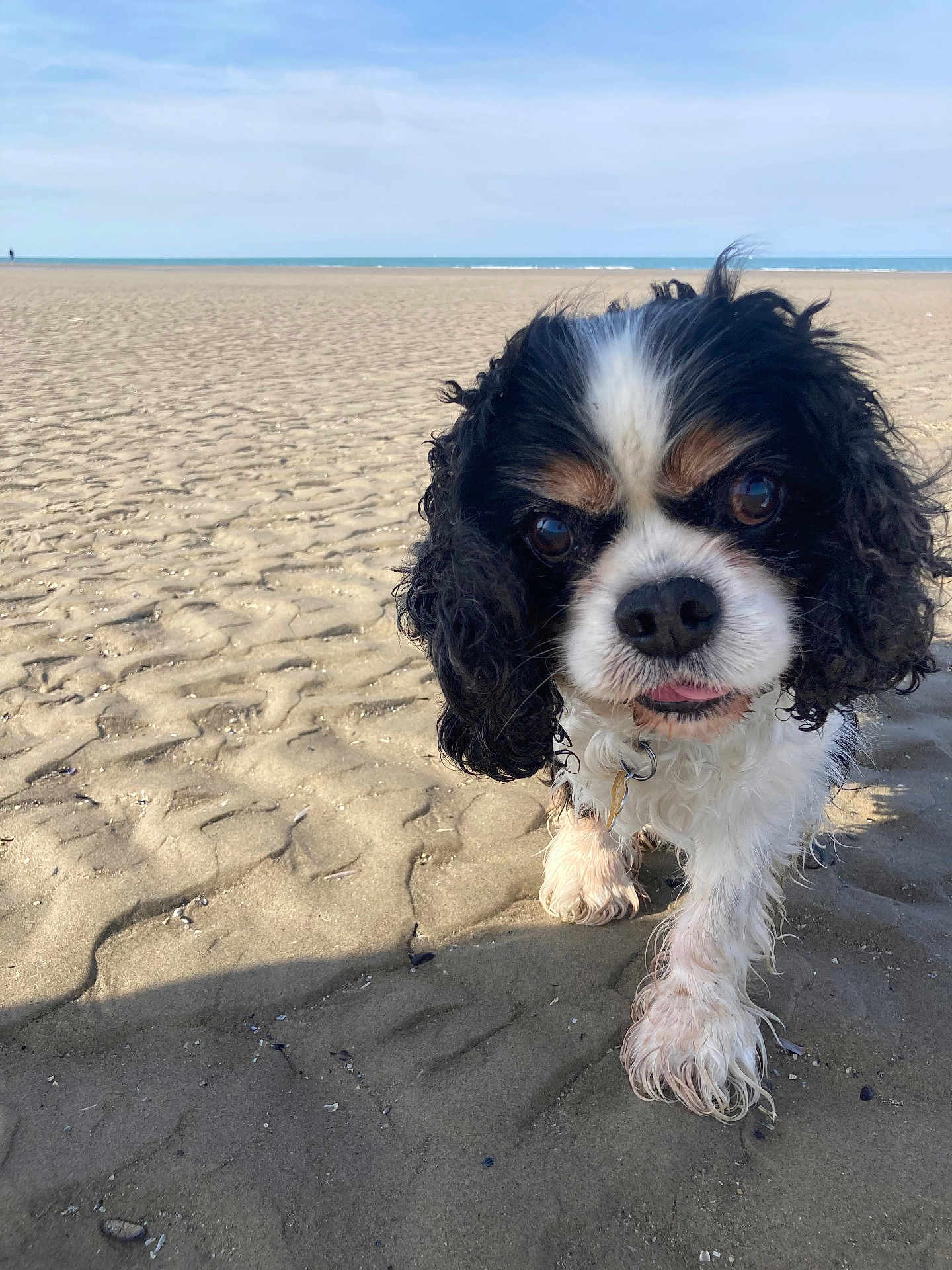 Archi a rejoint le concours — aidez-le/la à gagner de superbes lots ! dog, cavalier_king_charles_spaniel, beach, sand, paw, outdoor, sky, curious, close_up, animal, pet, fur, walking, nature, daytime, canine, water, coast, summer, seashore