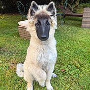 Aston a rejoint le concours — aidez-le/la à gagner de superbes lots ! dog, puppy, outdoor, grass, garden, pet, animal, fluffy, sitting, ears, black_face, greenery, nature, lawn, cute, young_dog, canine, backyard, relaxed, sunlight