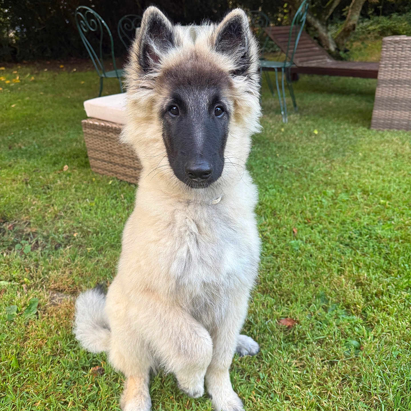 Aston a rejoint le concours — aidez-le/la à gagner de superbes lots ! animal, backyard, black_face, canine, cute, dog, ears, fluffy, garden, grass, greenery, lawn, nature, outdoor, pet, puppy, relaxed, sitting, sunlight, young_dog