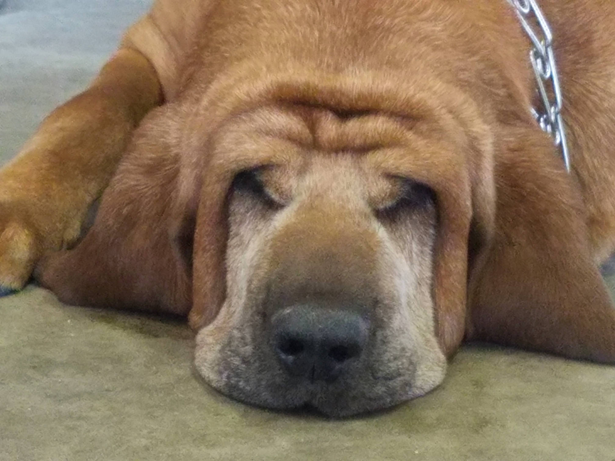 Amos is registered to the contest to win money with this photo: ancient_dog_breeds, bored, canidae, carnivore, comfort, companion_dog, dog, dog_breed, fawn, fur, liver, snout, sporting_group, terrestrial_animal, whiskers, working_dog, wrinkle