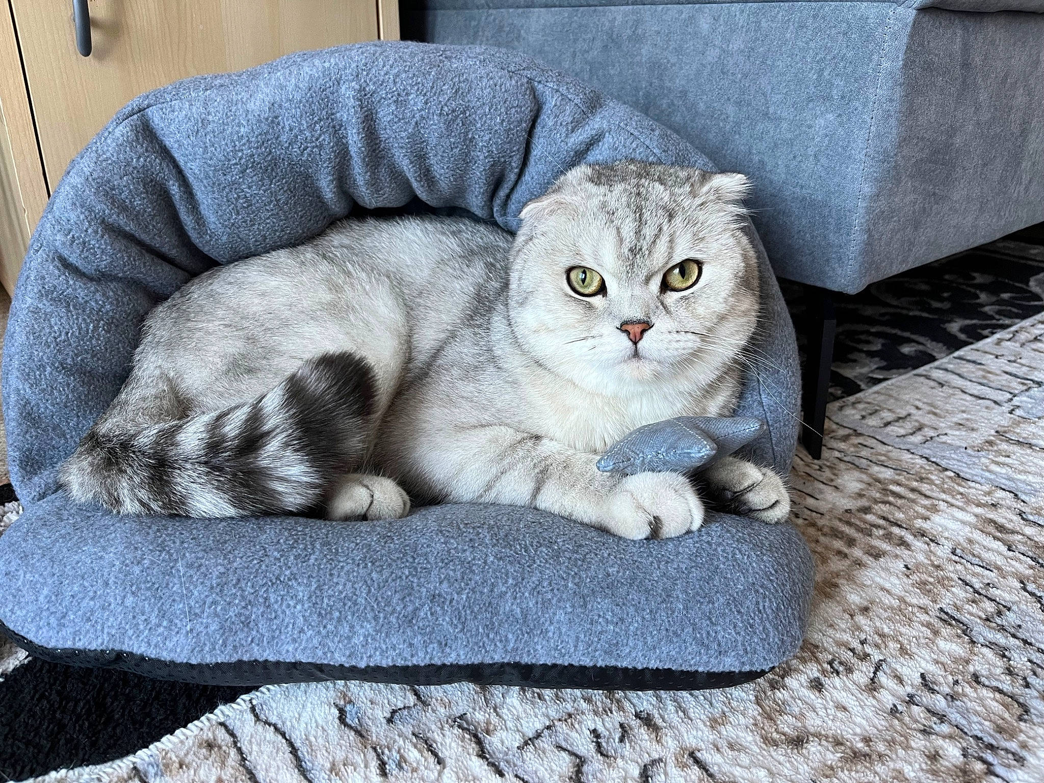 Smyle a rejoint le concours — aidez-le/la à gagner de superbes lots ! carnivore, cat, cat_supply, claw, comfort, domestic_short_haired_cat, fawn, felidae, fur, grey, nap, paw, pet_supply, sitting, small_to_medium_sized_cats, snout, tail, terrestrial_animal, whiskers, window