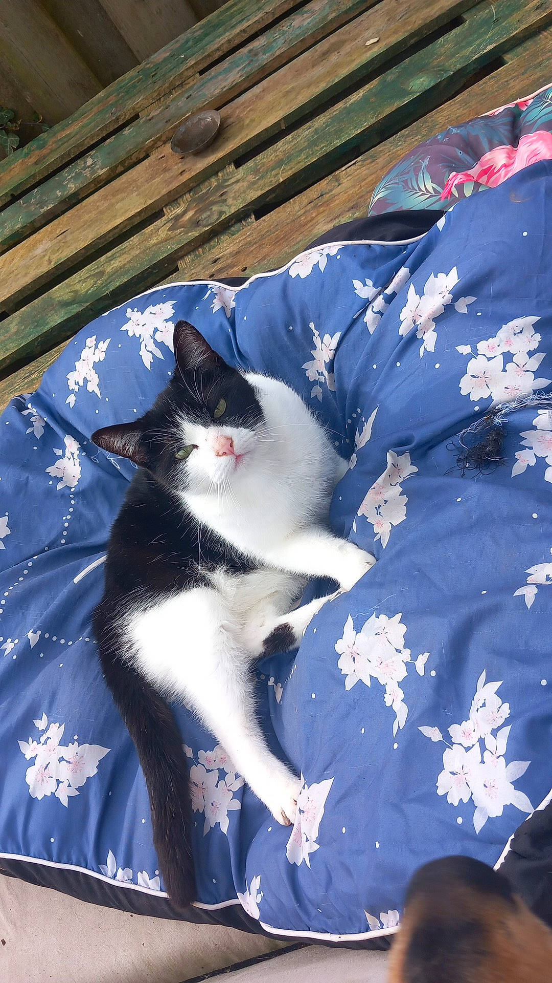 Lulu participe au concours pour gagner de l'argent avec cette photo : carnivore, cat, domestic_short_haired_cat, electric_blue, felidae, formal_wear, fur, grass, pattern, plant, sitting, small_to_medium_sized_cats, tail, tints_and_shades, tree, whiskers, winter, wood