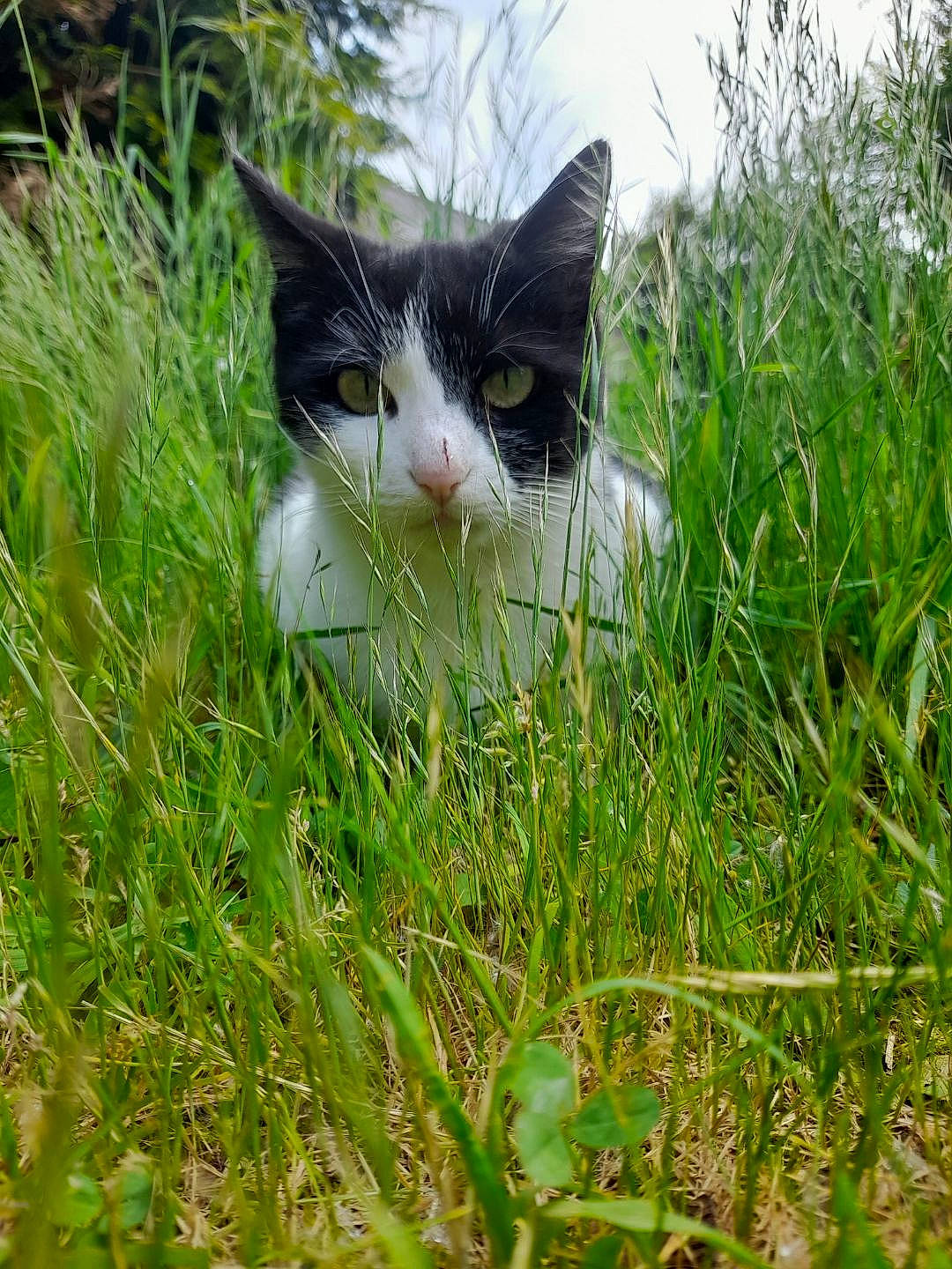 Lulu participe au concours pour gagner de l'argent avec cette photo : carnivore, cat, domestic_short_haired_cat, felidae, fur, grass, grassland, groundcover, meadow, natural_landscape, pasture, plant, shrub, sky, small_to_medium_sized_cats, snout, tail, terrestrial_animal, vegetation, whiskers