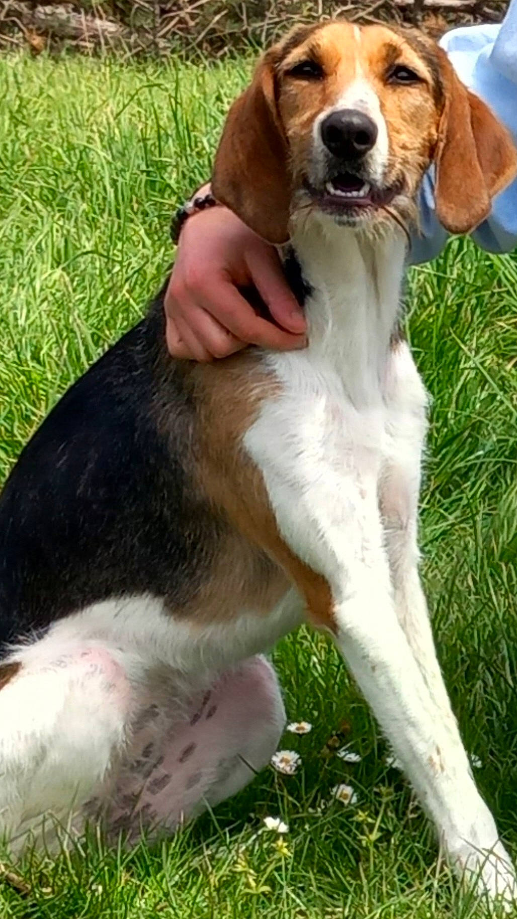 Cali a rejoint le concours — aidez-le/la à gagner de superbes lots ! beagle_harrier, carnivore, collar, companion_dog, dog, dog_breed, dog_collar, fawn, fur, grass, hound, hunting_dog, liver, paw, plant, scent_hound, snout, sporting_group, tail, terrestrial_animal