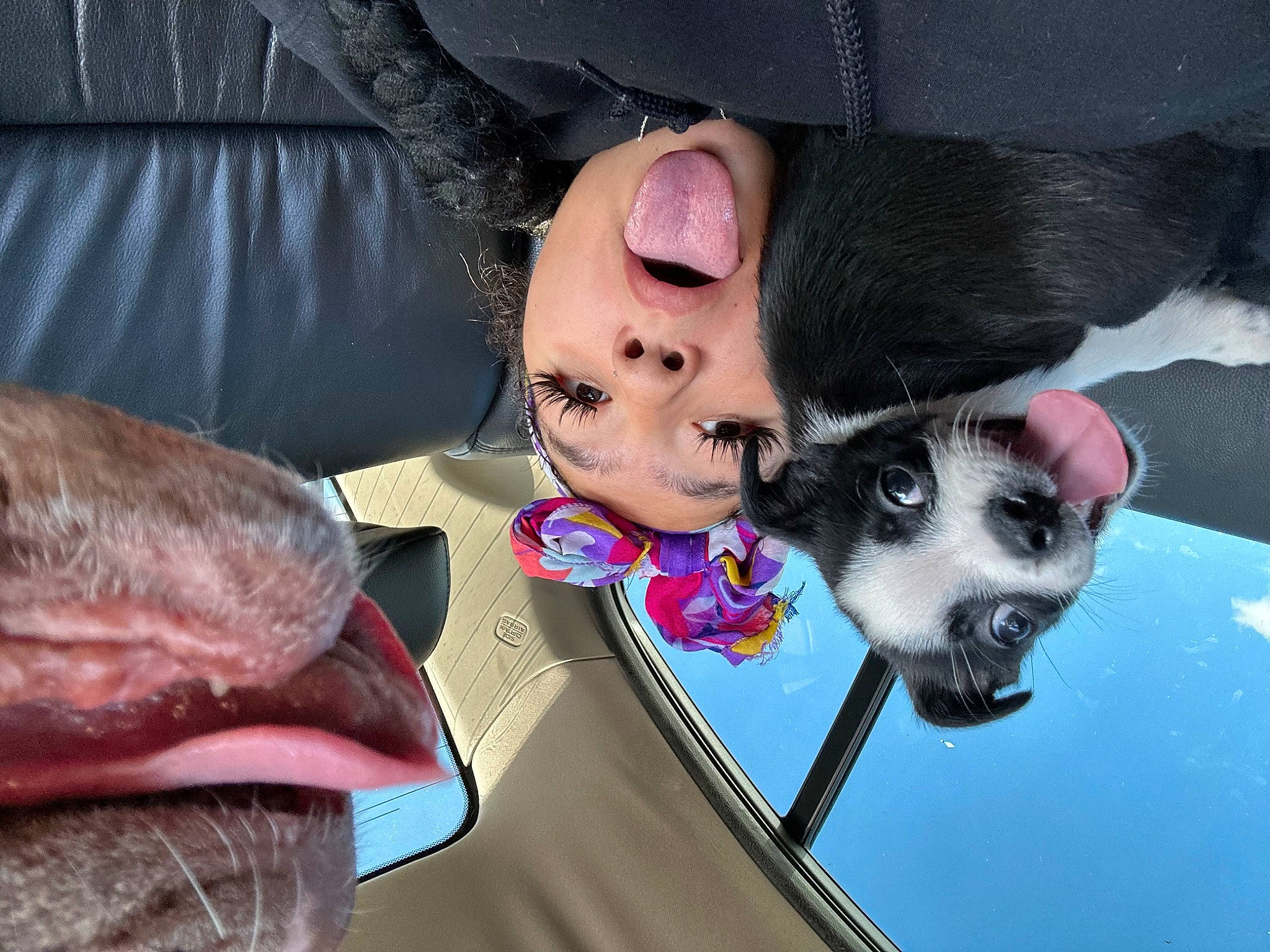 Romeo joined the competition — help win amazing prizes! canidae, carnivore, collar, companion_dog, dog, dog_breed, dog_supply, eyelash, fashion_accessory, fawn, fish, fur, non_sporting_group, oily_fish, seafood, snout, sporting_group, tie, whiskers