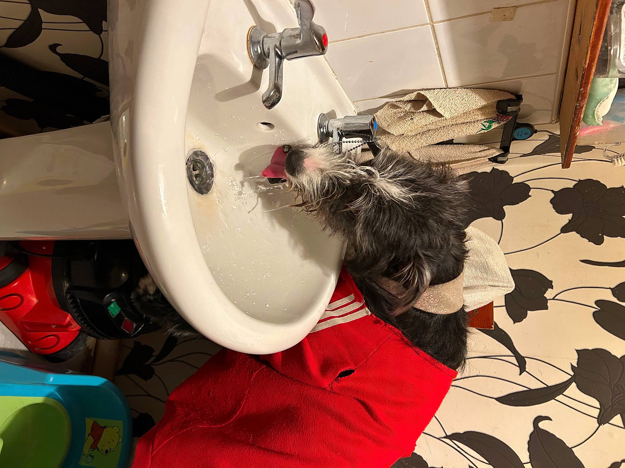 Tess joined the competition — help win amazing prizes! art, automotive_design, automotive_tire, carmine, companion_dog, fashion_design, felidae, flooring, fur, gas, machine, personal_protective_equipment, plumbing, plumbing_fixture, room, service, tail, visual_arts