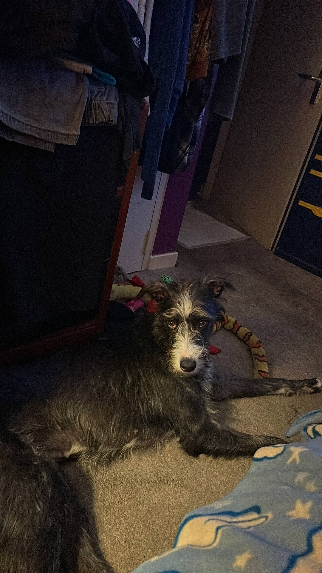 Tess joined the competition — help win amazing prizes! canidae, carnivore, carpet, chair, comfort, companion_dog, dog, dog_breed, flooring, fur, mammal, room, schnauzer, sporting_group, terrier, water_dog, working_animal, working_terrier