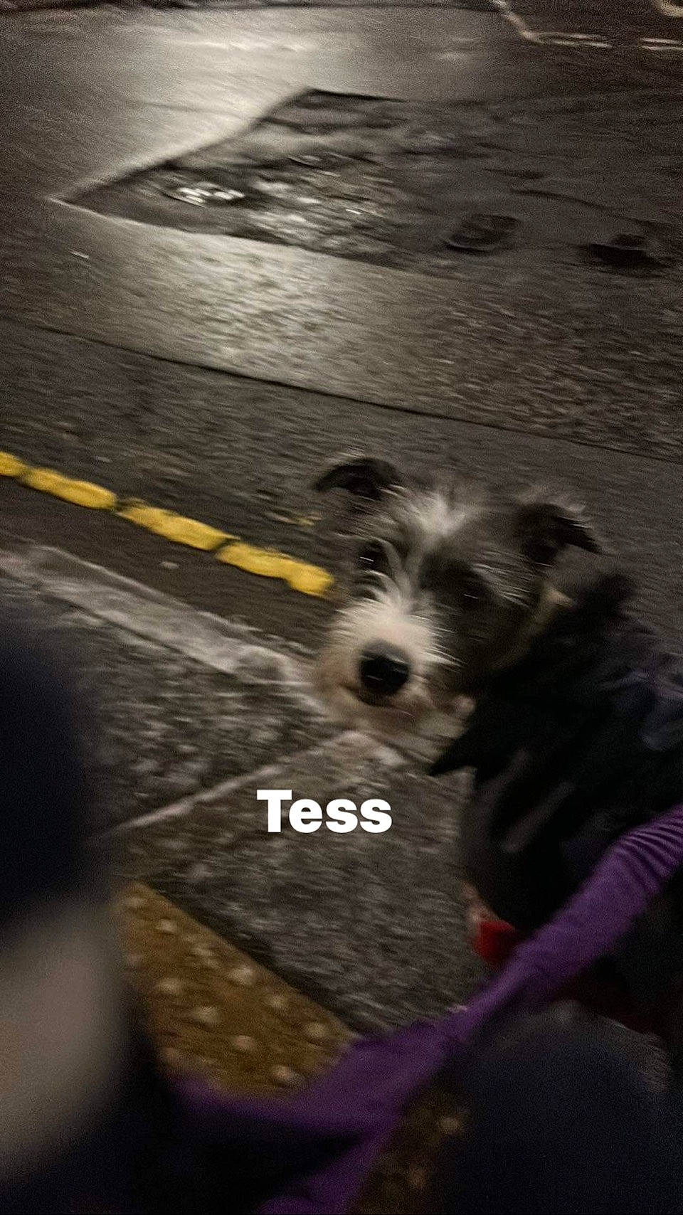 Tess is registered to the contest to win money with this photo: asphalt, canidae, carnivore, cloud, companion_dog, darkness, dog, dog_breed, flooring, monochrome_photography, road_surface, shadow, sky, small_terrier, snout, sporting_group, terrier, toy_dog, wood, working_animal
