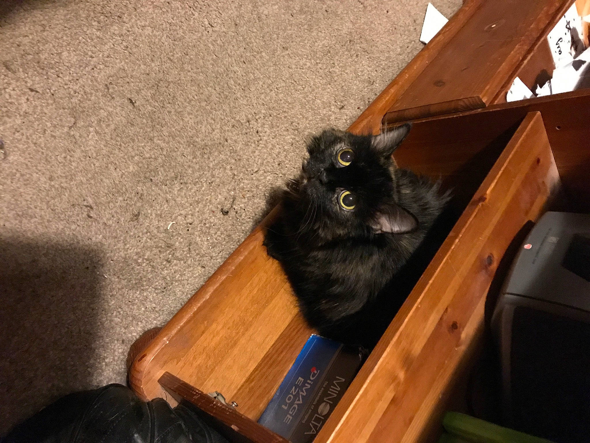 Chocolate joined the competition — help win amazing prizes! black_cat, bombay, box, brown, carnivore, cat, domestic_short_haired_cat, felidae, flooring, fur, hardwood, mammal, plywood, room, small_to_medium_sized_cats, snout, tail, whiskers, wood, wood_stain