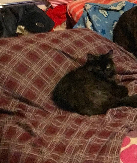 Chocolate joined the competition — help win amazing prizes! brown, carnivore, cat, comfort, domestic_short_haired_cat, felidae, flooring, fur, grey, hardwood, linens, pattern, plaid, room, small_to_medium_sized_cats, tail, tartan, textile, whiskers, wood