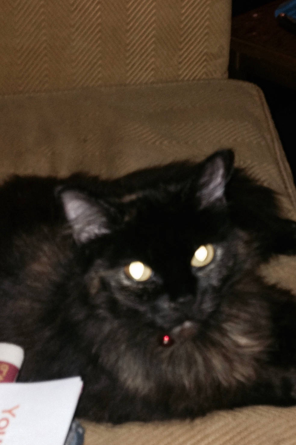 Chocolate joined the competition — help win amazing prizes! black_cat, box, carnivore, cat, claw, comfort, felidae, fur, sitting, small_to_medium_sized_cats, snout, tail, terrestrial_animal, whiskers