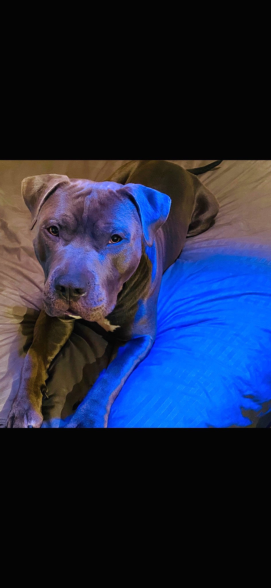 Tyson joined the competition — help win amazing prizes! american_pit_bull_terrier, american_staffordshire_terrier, bandog, canidae, carnivore, dog, dog_breed, fawn, mammal, molosser, non_sporting_group, pit_bull, snout, sporting_group, staffordshire_bull_terrier, vertebrate