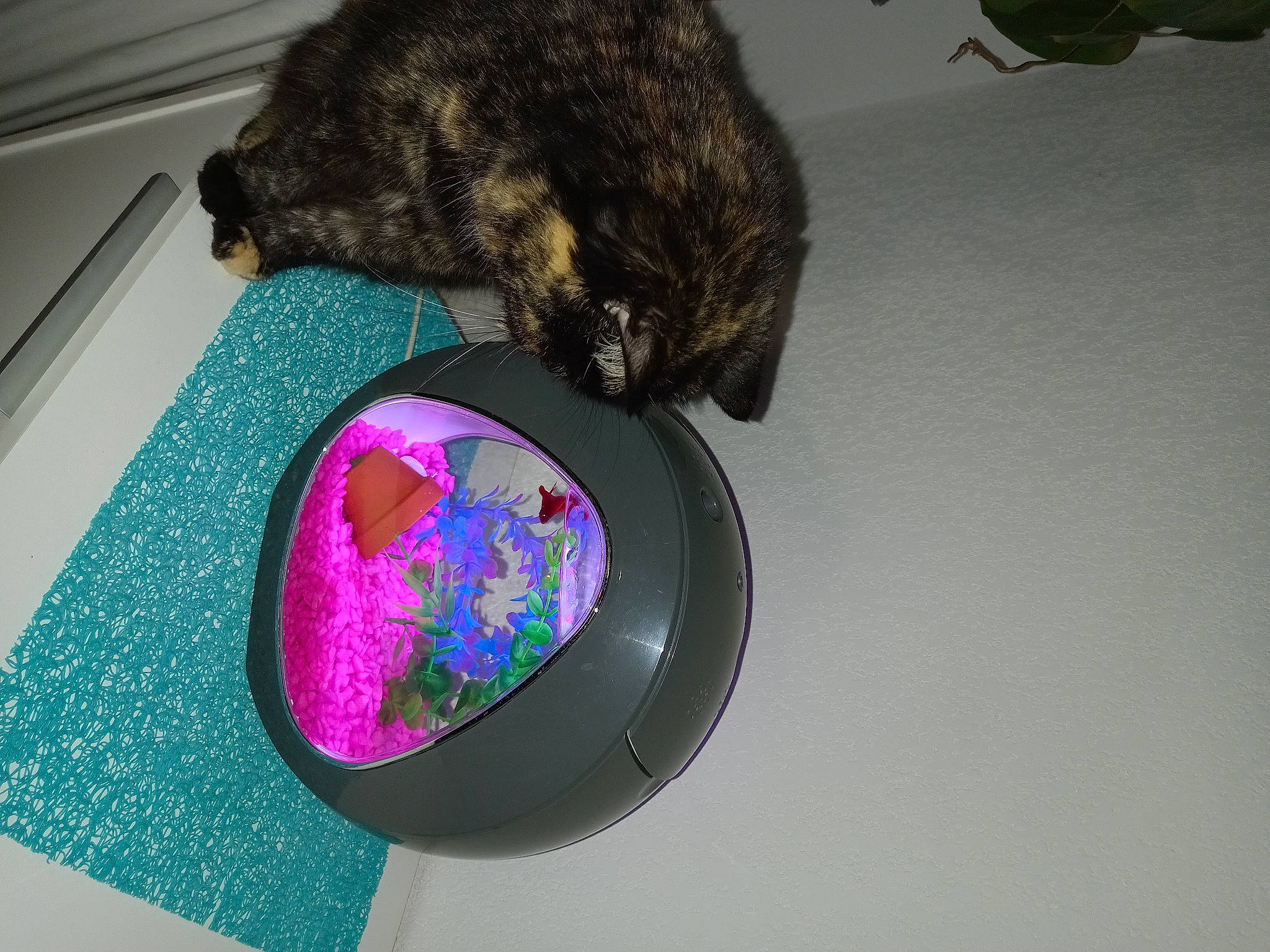 Divine a rejoint le concours — aidez-le/la à gagner de superbes lots ! carnivore, cat, circle, claw, dog_breed, fashion_accessory, felidae, fur, hat, magenta, room, small_to_medium_sized_cats, stuffed_toy, tail, toy, whiskers, wool