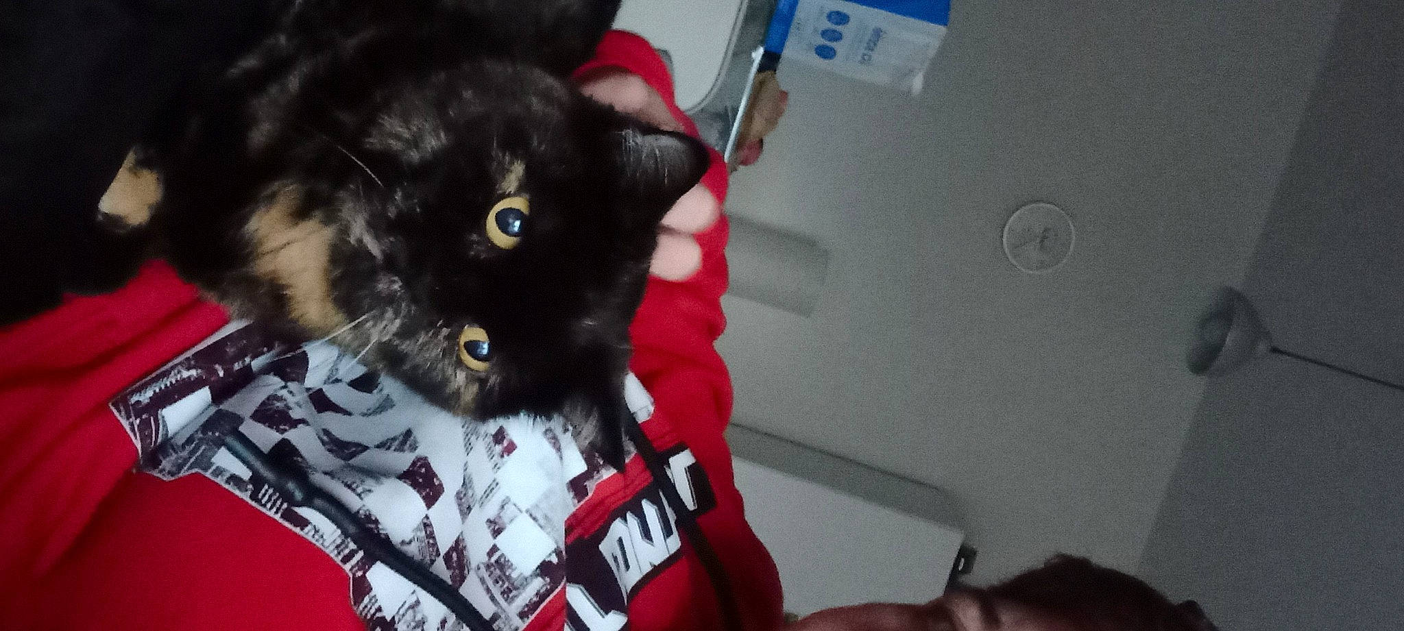 Divine participe au concours pour gagner de l'argent avec cette photo : black_cat, canidae, carmine, carnivore, cat, claw, comfort, companion_dog, dog_breed, domestic_short_haired_cat, fang, felidae, fur, gesture, paw, personal_protective_equipment, small_to_medium_sized_cats, snout, tail, whiskers