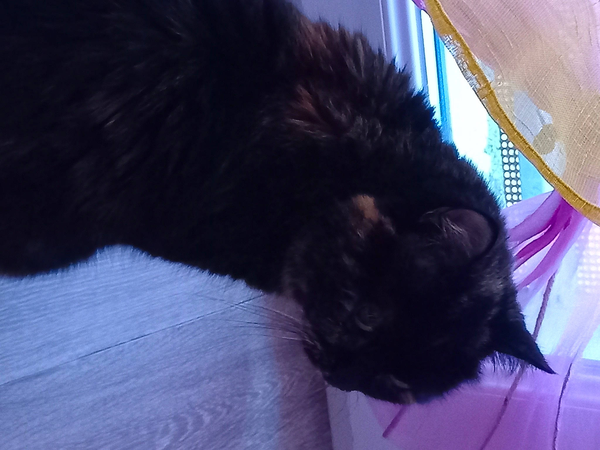 Divine participe au concours pour gagner de l'argent avec cette photo : black_cat, carnivore, cat, claw, comfort, dog_breed, electric_blue, felidae, fur, magenta, natural_material, small_to_medium_sized_cats, snout, tail, terrestrial_animal, tints_and_shades, whiskers