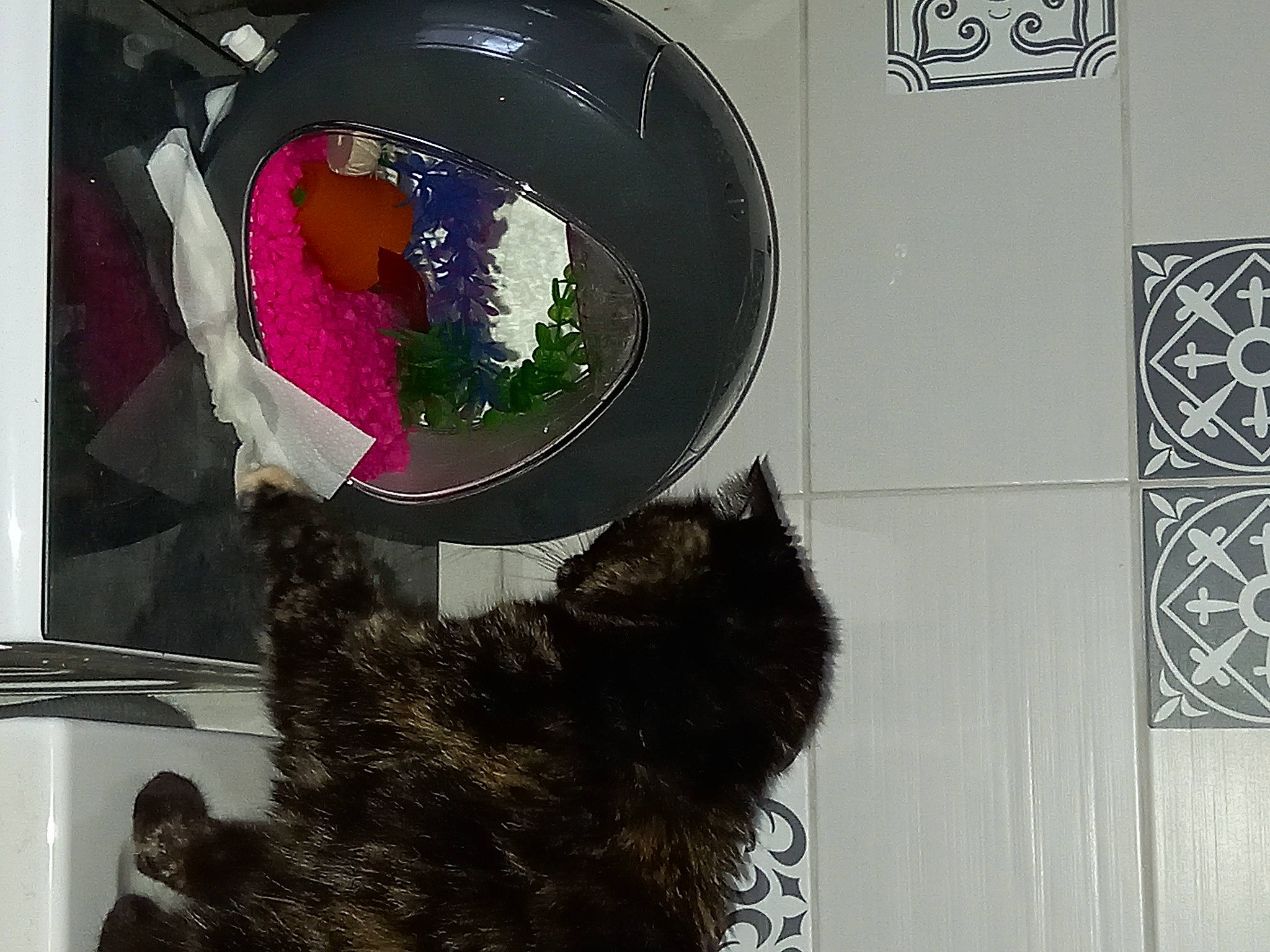 Divine participe au concours pour gagner de l'argent avec cette photo : canidae, carnivore, cat, cat_supply, circle, companion_dog, dog_breed, domestic_short_haired_cat, felidae, fur, magenta, mammal, natural_material, pet_supply, room, small_to_medium_sized_cats, sporting_group, tail, vertebrate, whiskers