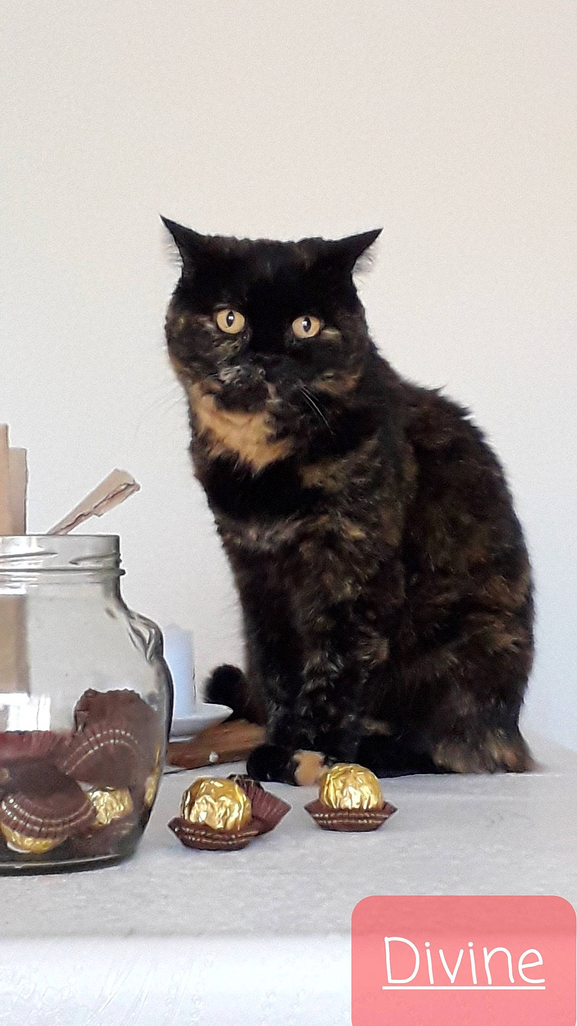 Divine participe au concours pour gagner de l'argent avec cette photo : black_cat, box, carnivore, cat, cat_supply, cup, domestic_short_haired_cat, drinkware, felidae, fur, ingredient, jug, rectangle, serveware, small_to_medium_sized_cats, still_life_photography, tableware, tail, terrestrial_animal, whiskers