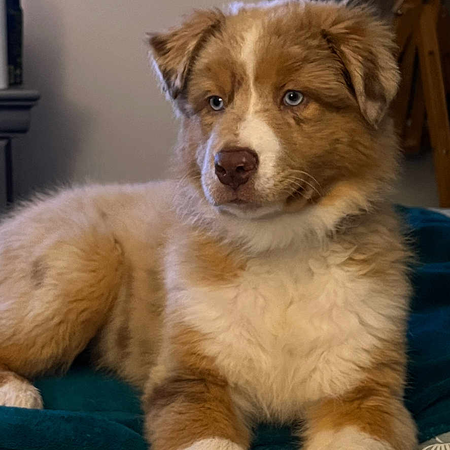 Sansa a rejoint le concours — aidez-le/la à gagner de superbes lots ! animal, architecture, art, building, canine, collage, collie, couch, dog, eskimodog, furniture, goldenretriever, husky, indoors, livingroom, person, pet, puppy, terrier, text