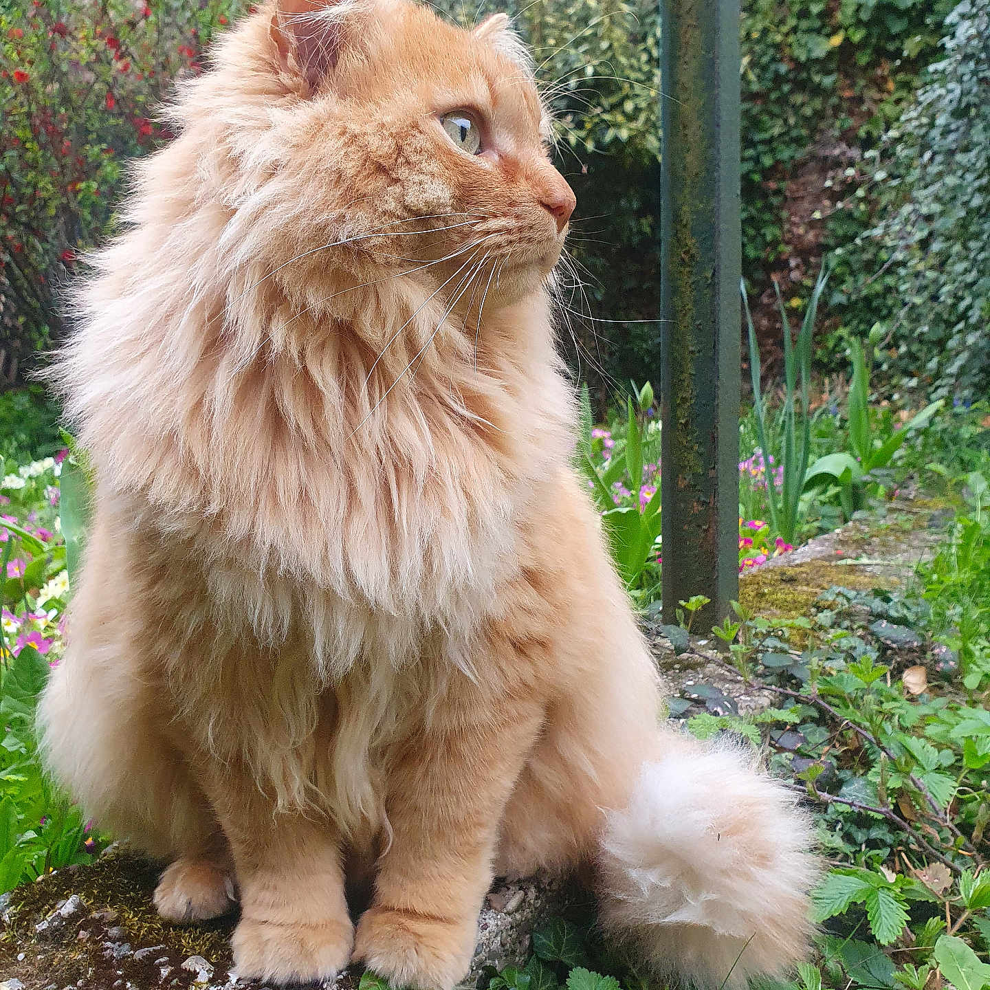 Mimi participe au concours pour gagner de l'argent avec cette photo : abyssinian, angora, animal, backyard, cat, flower, garden, grass, herbal, herbs, ivy, manx, nature, outdoors, pet, plant, tree, vegetation, wood, yard