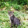 cat, tabby, animal, pet, outdoor, greenery, grass, nature, licking, tongue_out, feline, cute, sitting, daylight, wildlife, mammal, eyes, ears, whiskers, fur