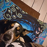 Jeffery joined the competition — help win amazing prizes! dog, animal, pet, indoors, tapestry, wall_art, black_hoodie, textile, resting, calm, colorful_background, blue, green, pink, white, wooden_wall, closeup, portrait, face, ear