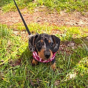Xena a rejoint le concours — aidez-le/la à gagner de superbes lots ! puppy, dog, grass, leash, outdoor, pet, cute, animal, young, canine, nature, harness, pink, spotted, ears, eyes, ground, sunlight, curious, small