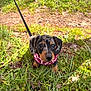 puppy, dog, grass, leash, outdoor, pet, cute, animal, young, canine, nature, harness, pink, spotted, ears, eyes, ground, sunlight, curious, small